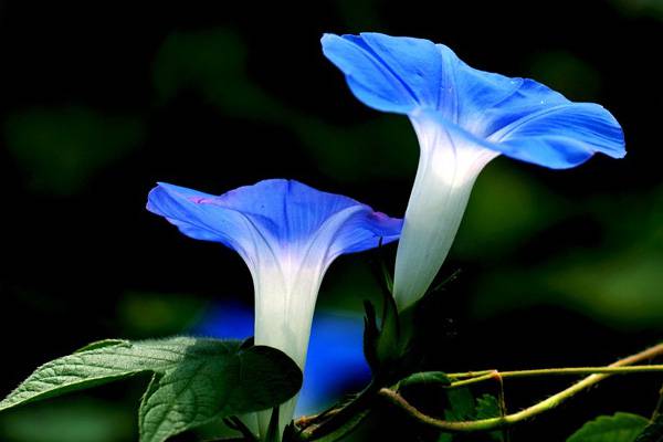 牽?；ㄩ_花：10分鐘綻放過程