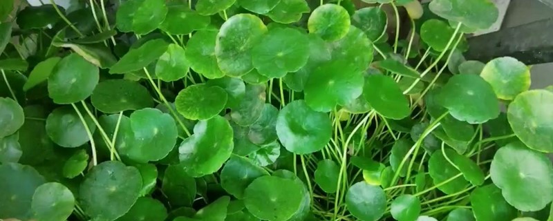 銅錢草葉子發(fā)黃是什么原因，銅錢草邊緣發(fā)黃怎么辦