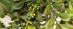 米蘭葉子上有黃斑點(diǎn)，米蘭葉子黃是怎么回事