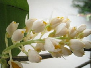 密花石斛的花朵