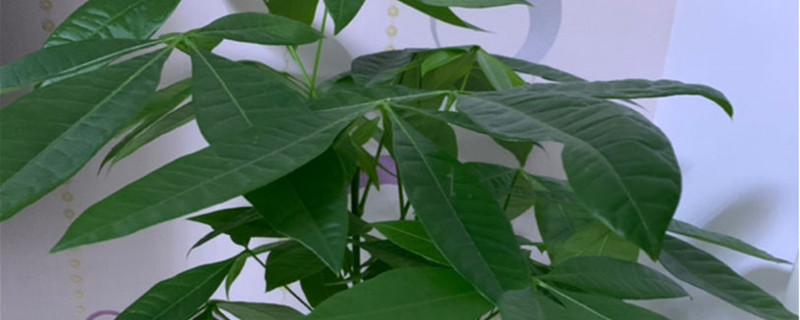 發(fā)財樹葉子發(fā)黃怎么補救，澆水多了爛根發(fā)軟還有救嗎