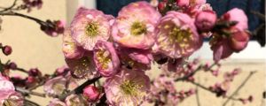 梅花葉子發(fā)黃脫落，梅花葉子掉光了還能活嗎