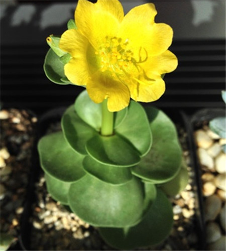 金錢木開花