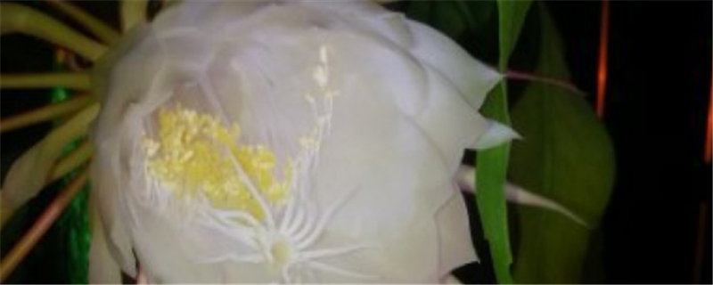 曇花黃葉的原因和處理辦法