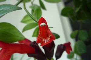口紅花什么時(shí)候開花