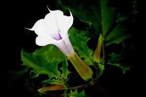 曼陀羅花怎么澆水？春夏秋冬各不同！