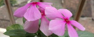 長春花葉子發(fā)黃怎么辦補(bǔ)救處理方法 黃葉枯萎的原因