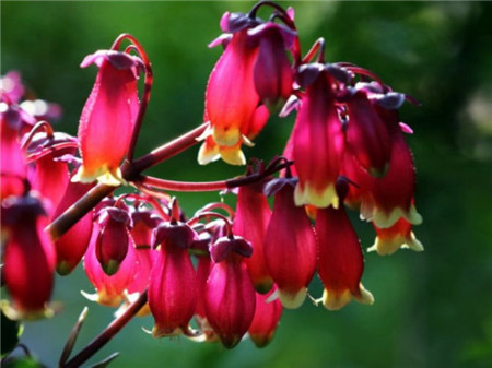 宮燈長(zhǎng)壽花的傳說(shuō)