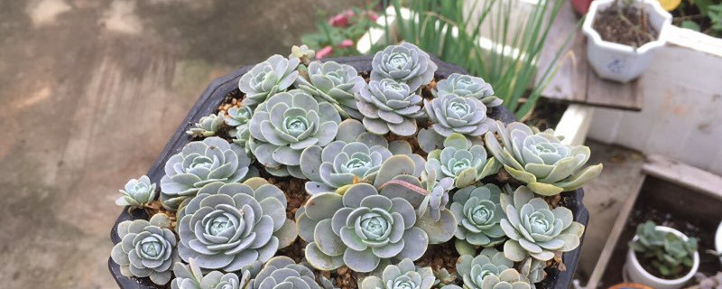 子持蓮華黃葉的原因和處理辦法
