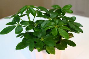 家里的花草如何放置，超級(jí)實(shí)用！