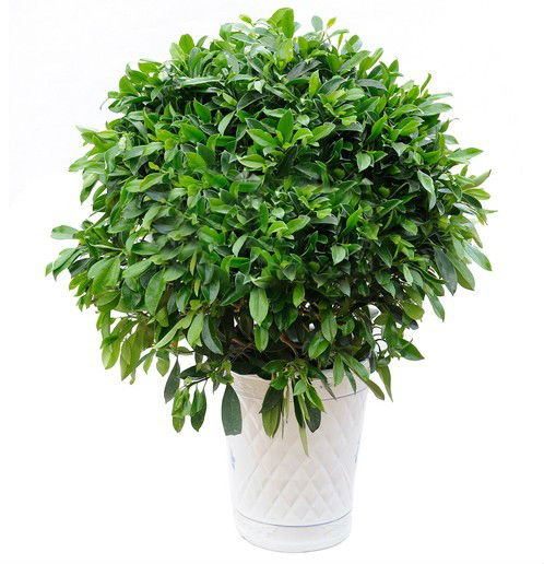 非洲茉莉什么時(shí)候開(kāi)花