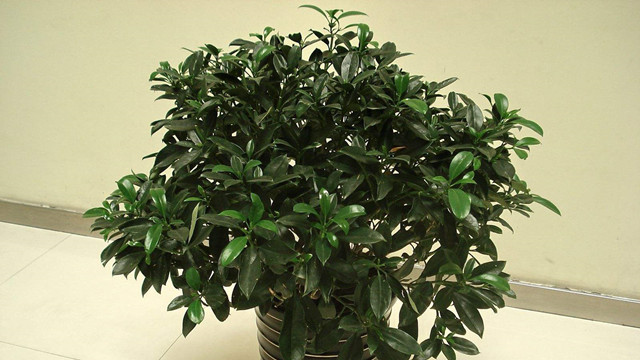 非洲茉莉什么時(shí)候開(kāi)花