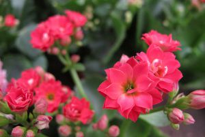 長(zhǎng)壽花怎么施肥？做好這三點(diǎn)營(yíng)養(yǎng)吸收好！
