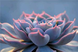 藍(lán)石蓮長(zhǎng)側(cè)芽了怎么辦,這樣一弄輕松搞定！