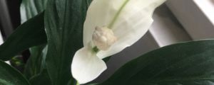 一帆風順葉子發(fā)黃怎么辦補救處理方法 黃葉枯萎的原因