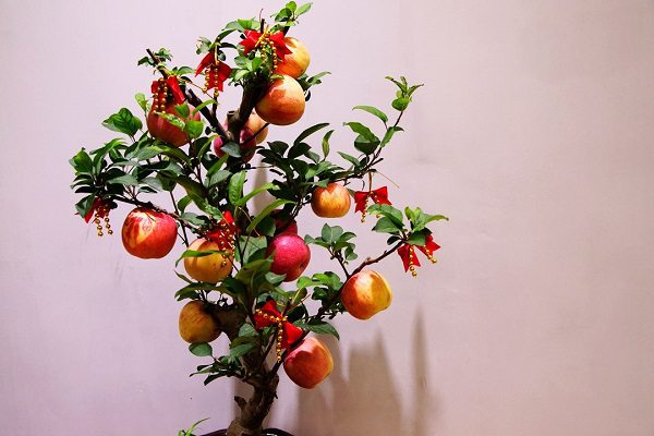 盆栽蘋果怎么種植，這么種又甜又脆！