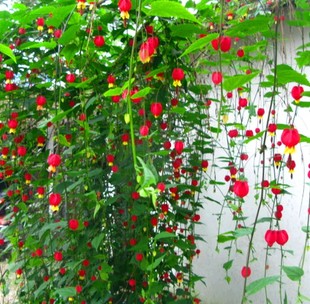 蔓性風(fēng)鈴花植株