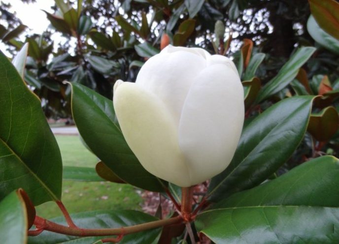 橡皮樹開(kāi)花
