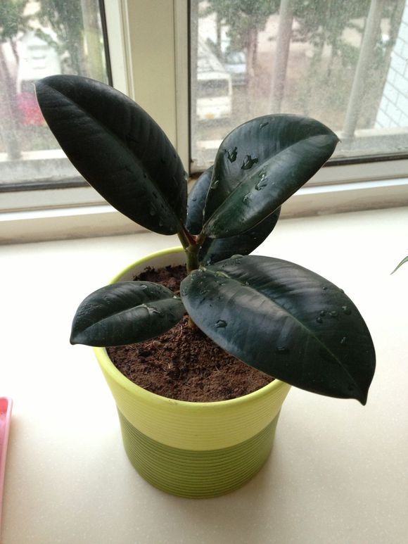 怎么讓橡皮樹開(kāi)花