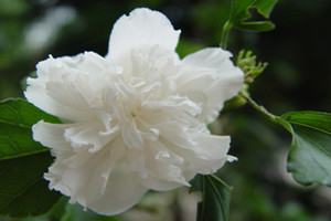 白花重瓣木槿