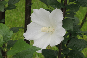 白花單瓣木槿