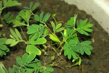 含羞草發(fā)芽不斷生長