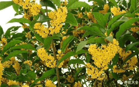 桂花開(kāi)花