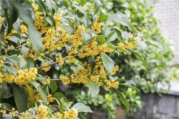 桂花怎么養(yǎng)？這么養(yǎng)十里八鄉(xiāng)都能聞見(jiàn)！