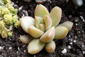 黃麗怎么澆水，這么澆長得又美又好！