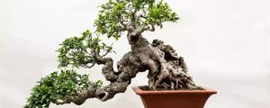 榕樹葉子發(fā)黃、落葉什么原因 黃葉枯萎的原因及補(bǔ)救辦法