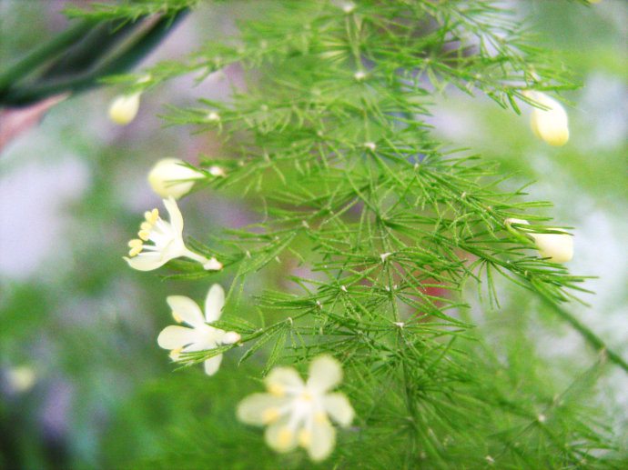 文竹開花會死嗎？