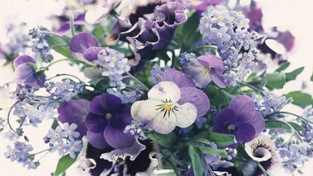 怎樣栽培紫羅蘭