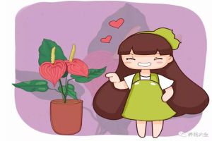 紅掌怎么養(yǎng)？這么養(yǎng)花朵艷麗葉子鮮亮！