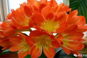 君子蘭怎么養(yǎng)？這樣養(yǎng)一年開花3次！