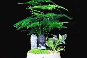 冬天植物“黃葉”別著急，用“它”兌點(diǎn)水，噴在葉子上，幾天油亮亮