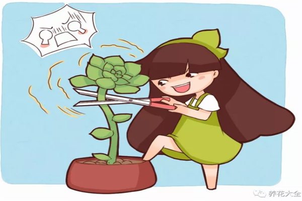 多肉生根方法大全，3天長出白花花的根系！