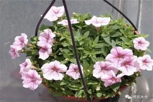 路邊小花的種子取出來就能種，方法都在這！
