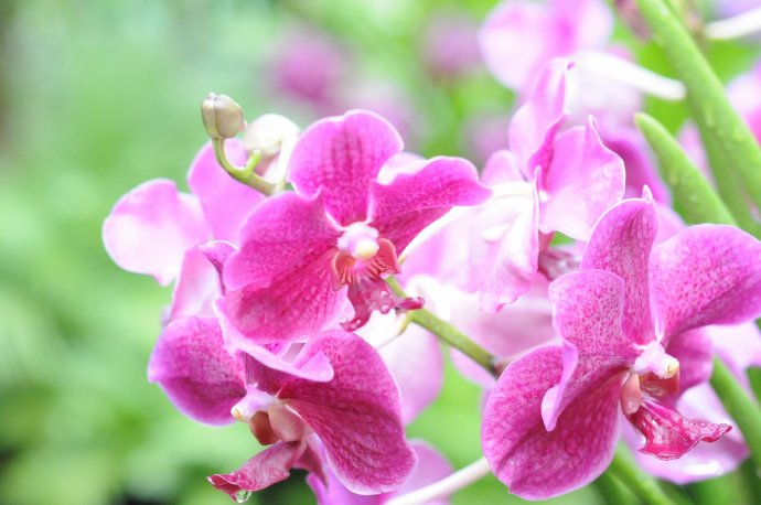 萬(wàn)代蘭養(yǎng)護(hù)少移動(dòng)