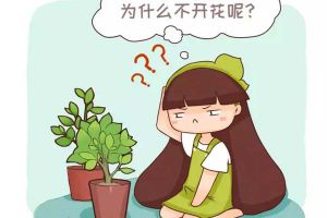 家庭養(yǎng)花不開花怎么辦？盤點常見12種花卉促花方法！