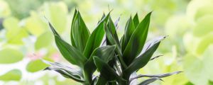 蓮花竹葉子發(fā)黃怎么辦：能剪嗎，咋施肥？怎么補(bǔ)救？