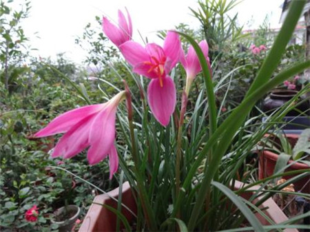 風雨蘭花