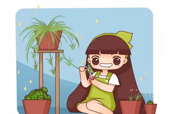 銅錢草葉子比碗大，綠蘿瘋長100米，到底咋養(yǎng)的？