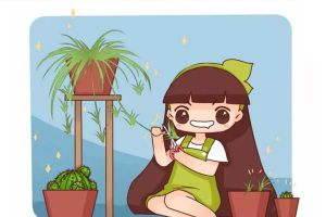 銅錢草葉子比碗大，綠蘿瘋長100米，到底咋養(yǎng)的？