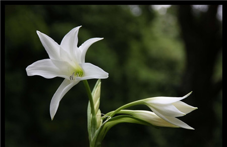 百合花的養(yǎng)殖注意事項