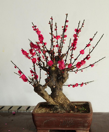 盆栽梅花
