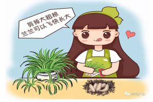 花老發(fā)黃長得慢，根上做個小手術，呼呼長！