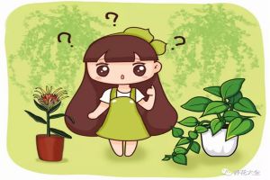 綠蘿吊蘭…竟然有30個(gè)品種！而你只見(jiàn)過(guò)2種！