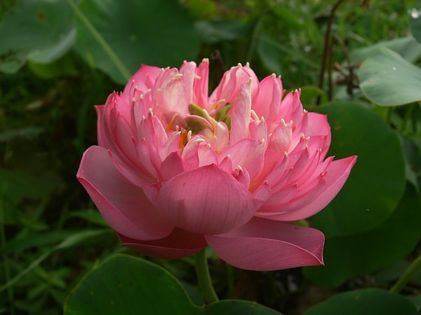 玫紅重臺(tái)