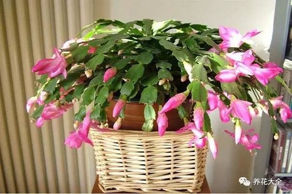蟹爪蘭這么養(yǎng)，保證葉片飽滿，花呼呼的開！
