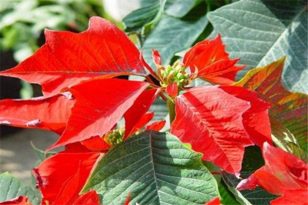 一品紅怎么施肥，這樣做花超艷！